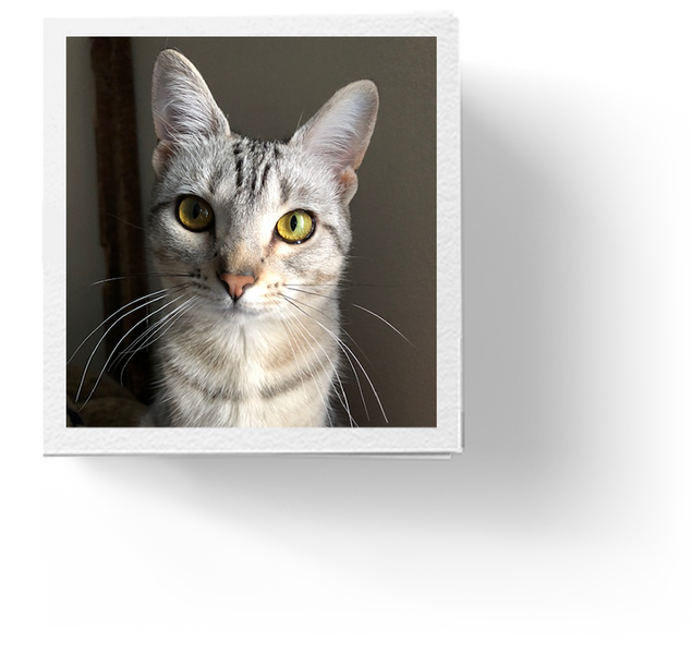 Choosing the best photo(s) for your Pet's portrait